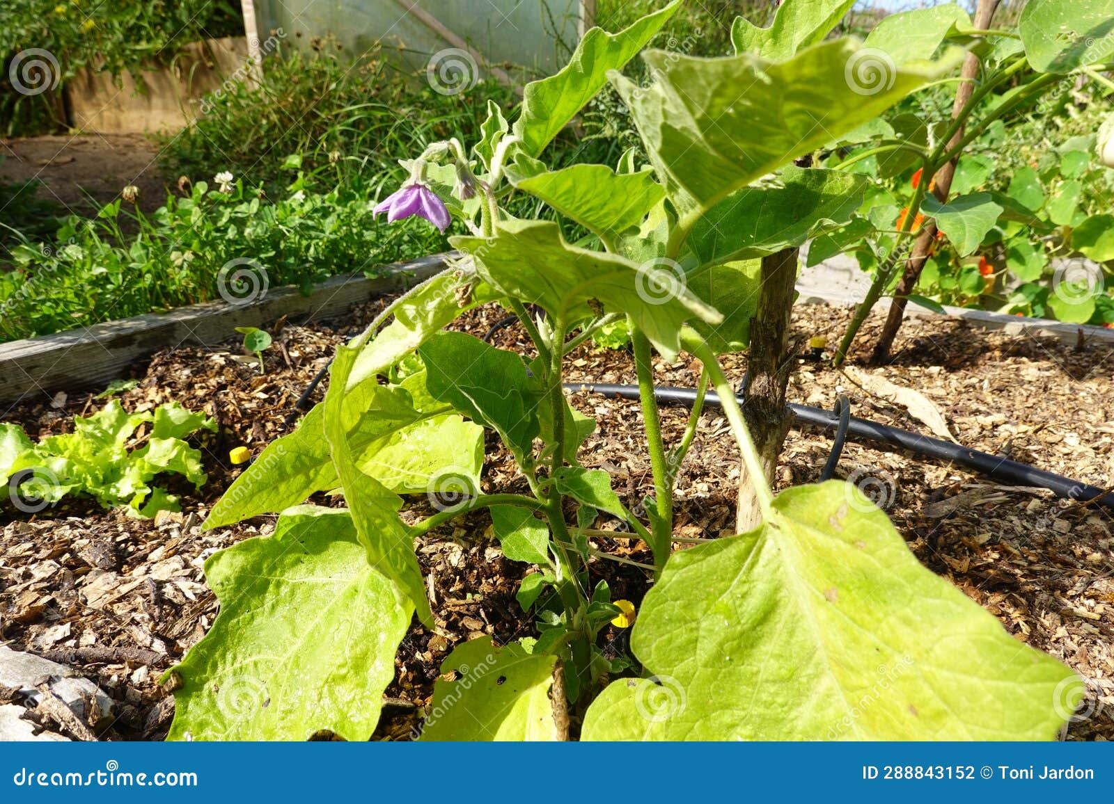 Growing Eggplant in Raised Beds in the Backyard. Eggplant Plant Growing