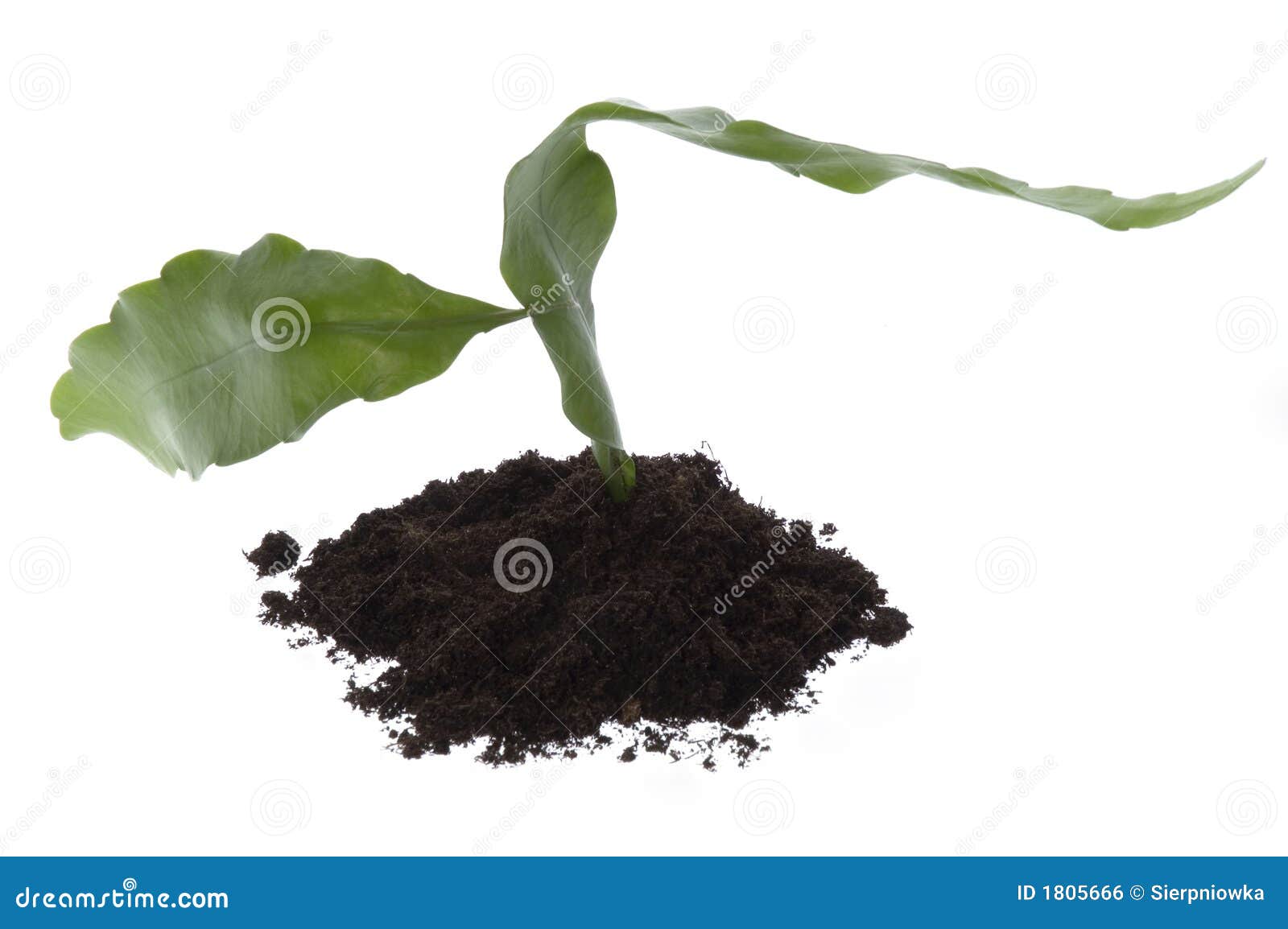 Growing Evergreen Plant in Soil Stock Photo Image of present