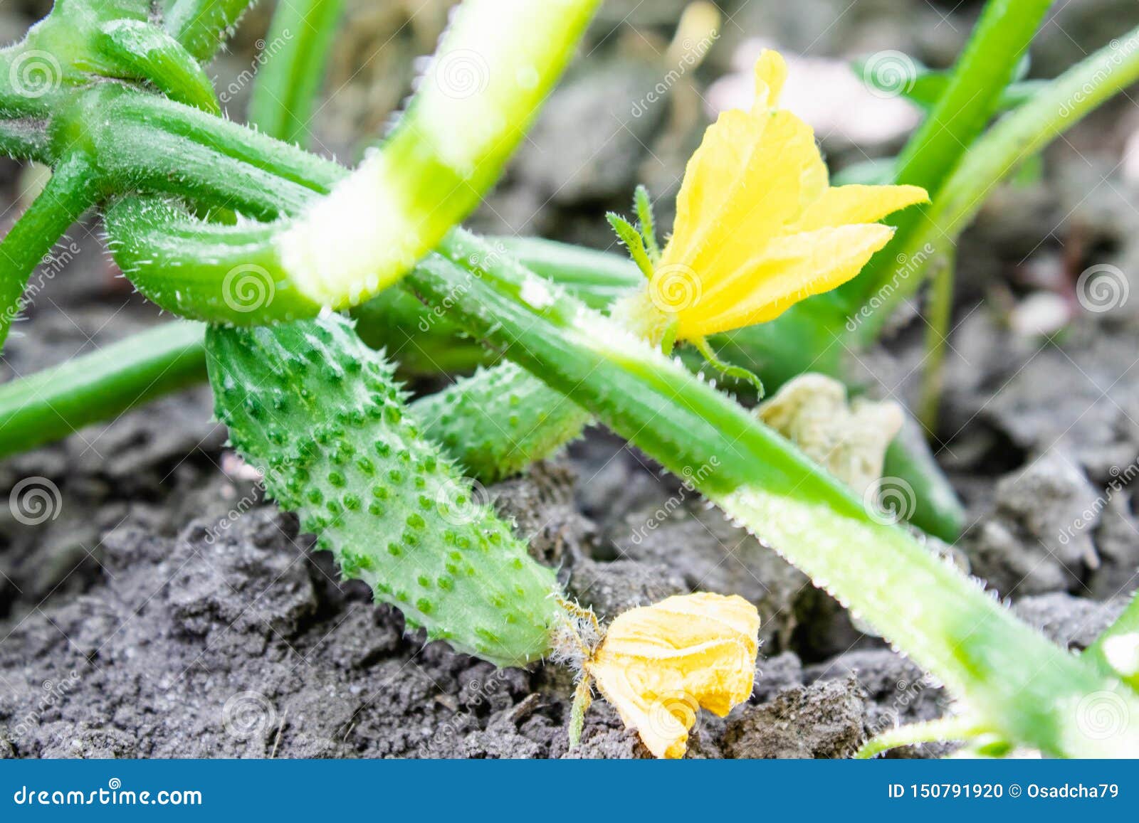 Growing and Flowering Cucumbers. Growing Cucumbers in the Garden Stock