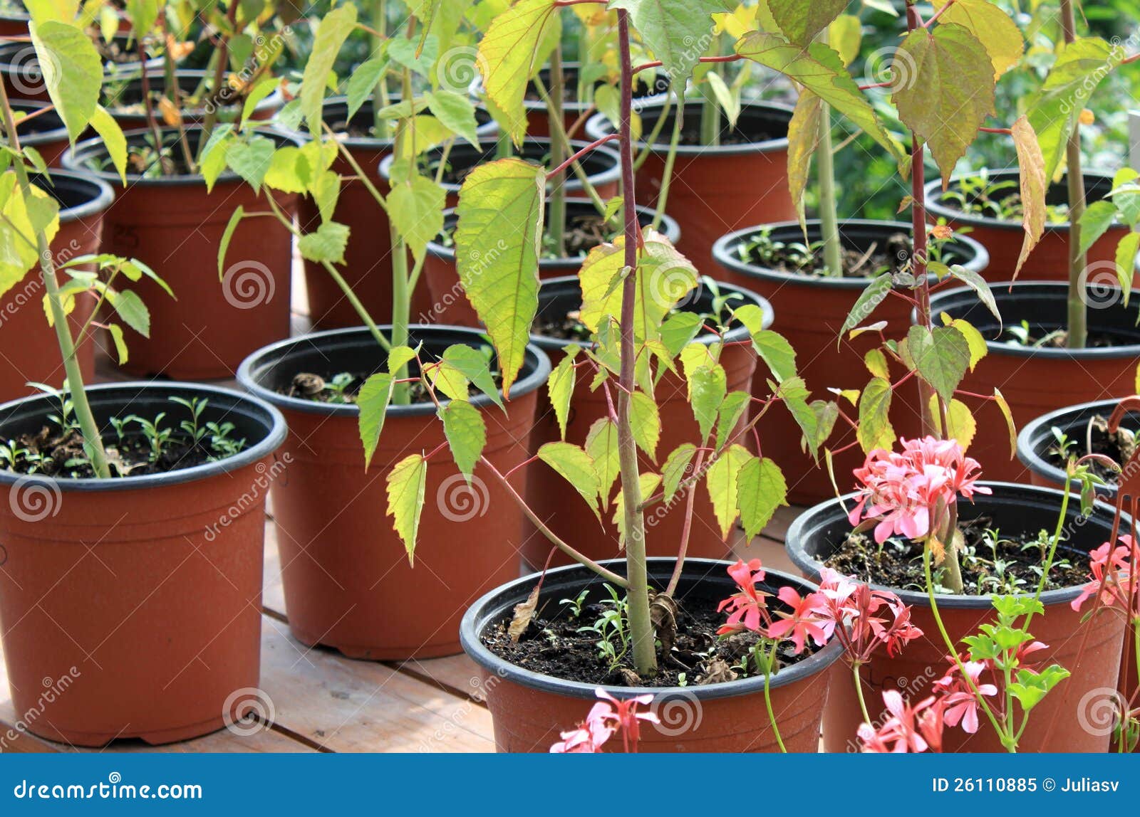 Growing flowers in pots stock image. Image of leisure 26110885