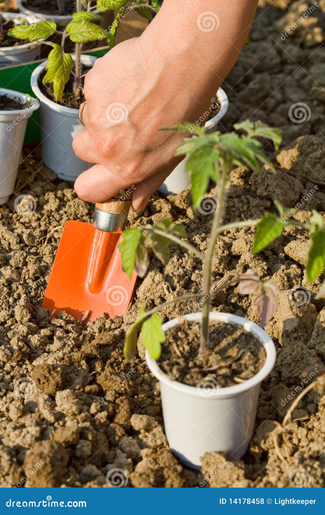 Growing Food Planting Seedlings Stock Photo Image of dirt, hand