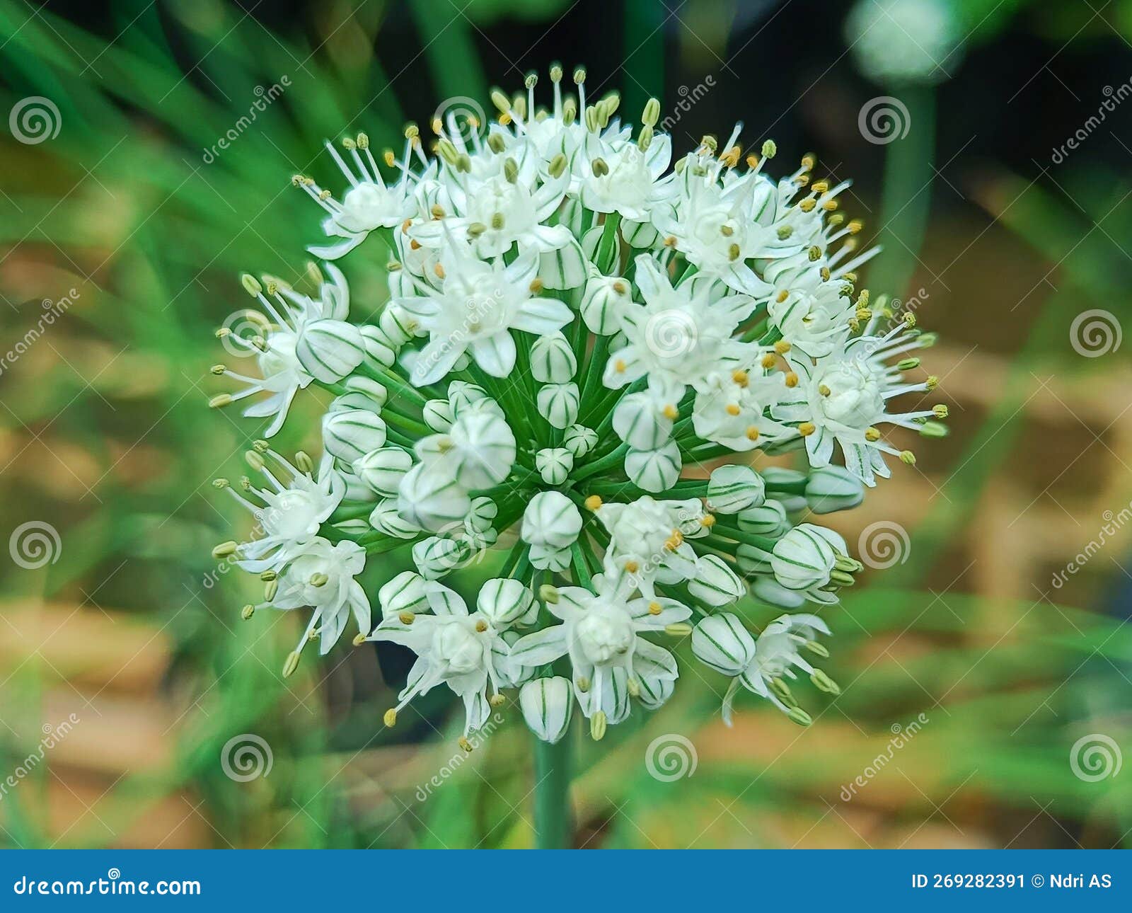 Growing Garlic Flowers in the Garden Stock Image Image of growing