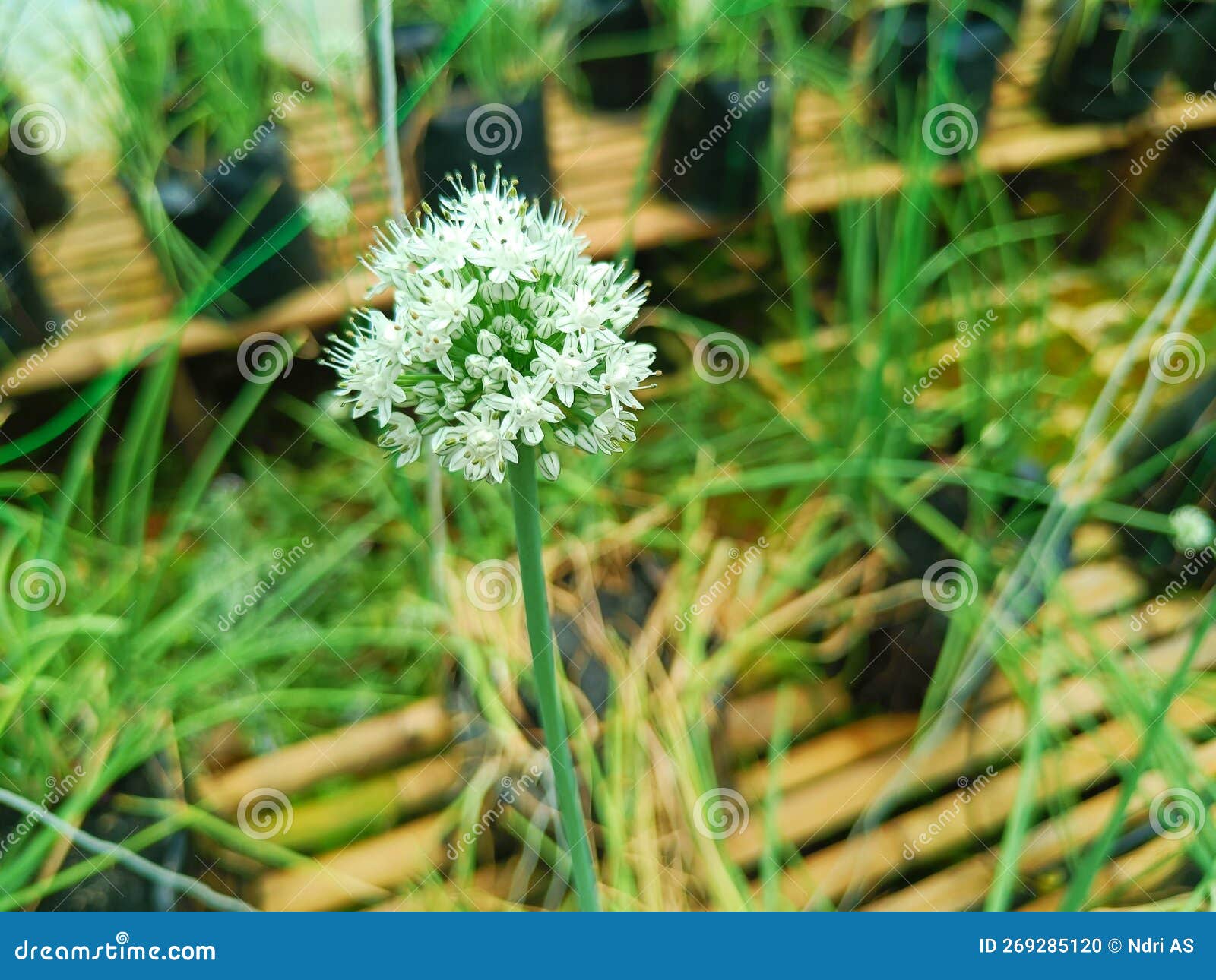 Growing Garlic Flowers in a Greenhouse Stock Photo Image of petal