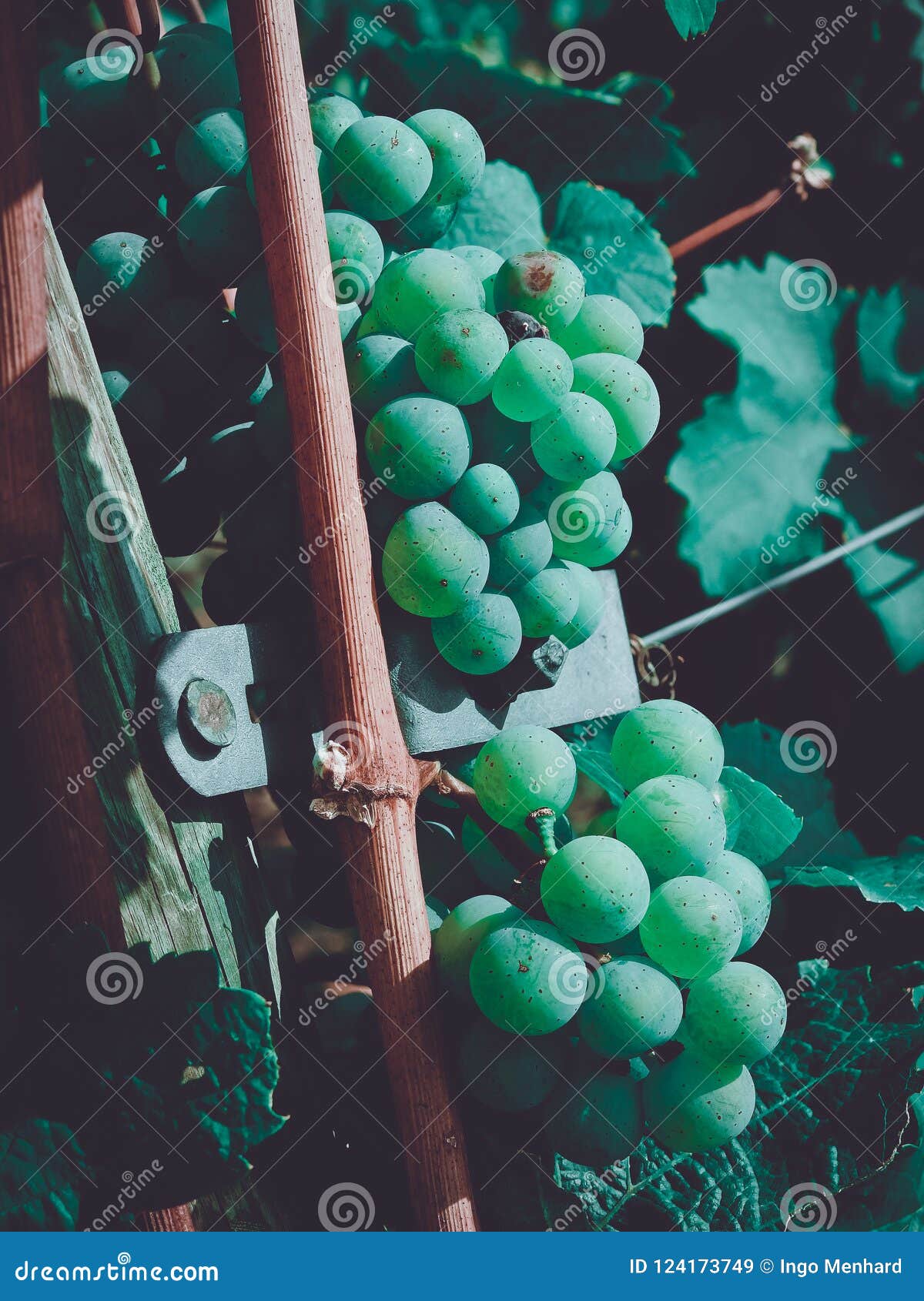 Growing Grapes at the Vineyards Stock Image Image of cheerful