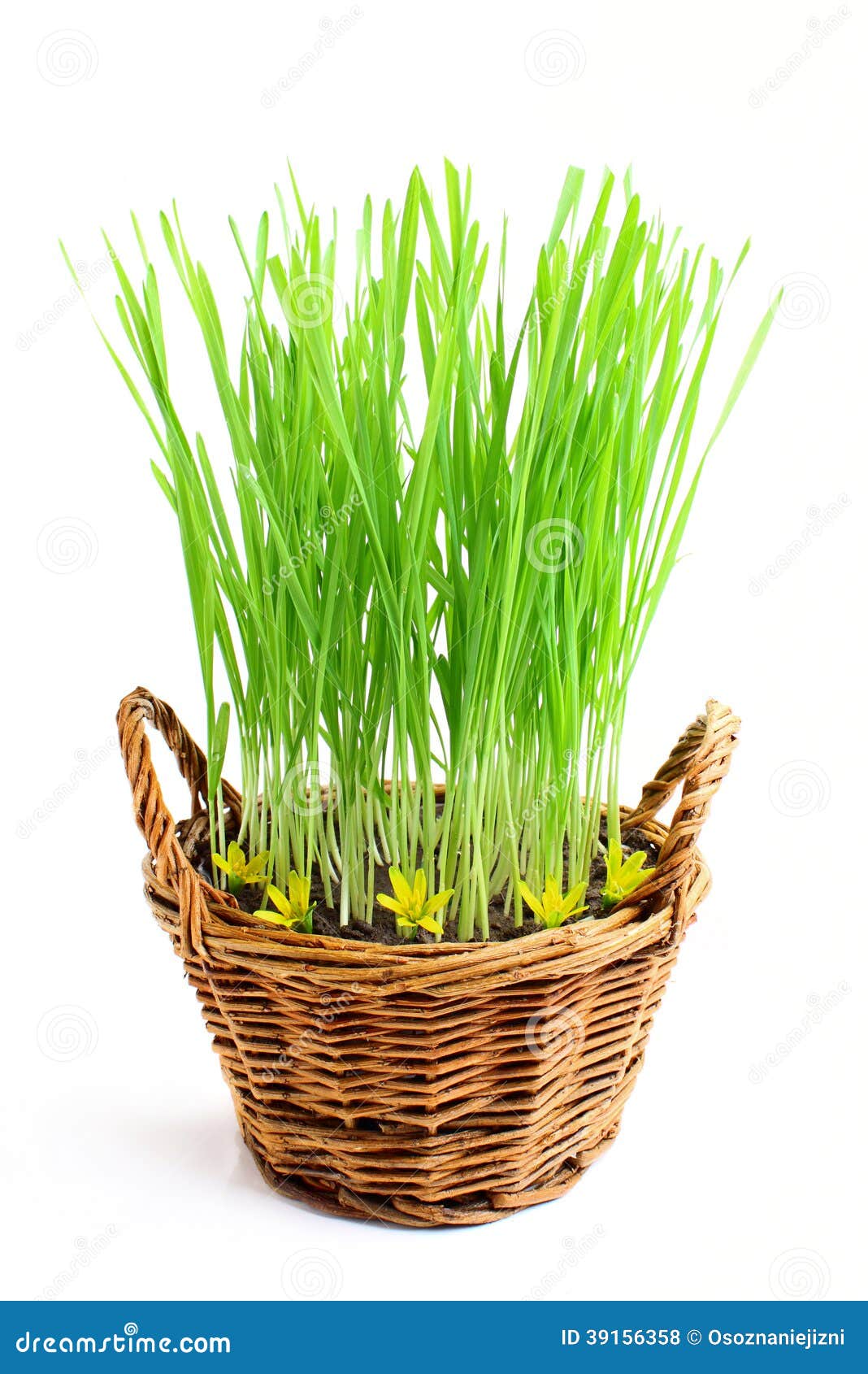 Growing grass in a basket. stock photo. Image of clean 39156358