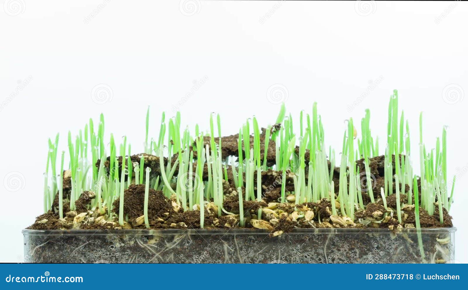 Growing Grass on White Background Time Lapse Stock Footage Video of