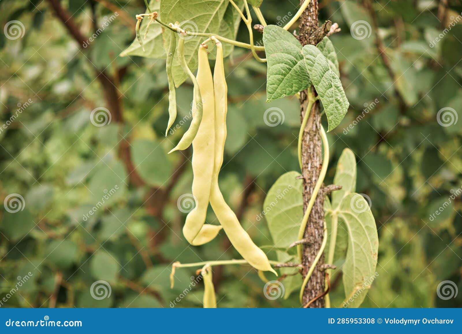 Growing Green Beans. the Beans in the Garden are Ready for Harvest ...