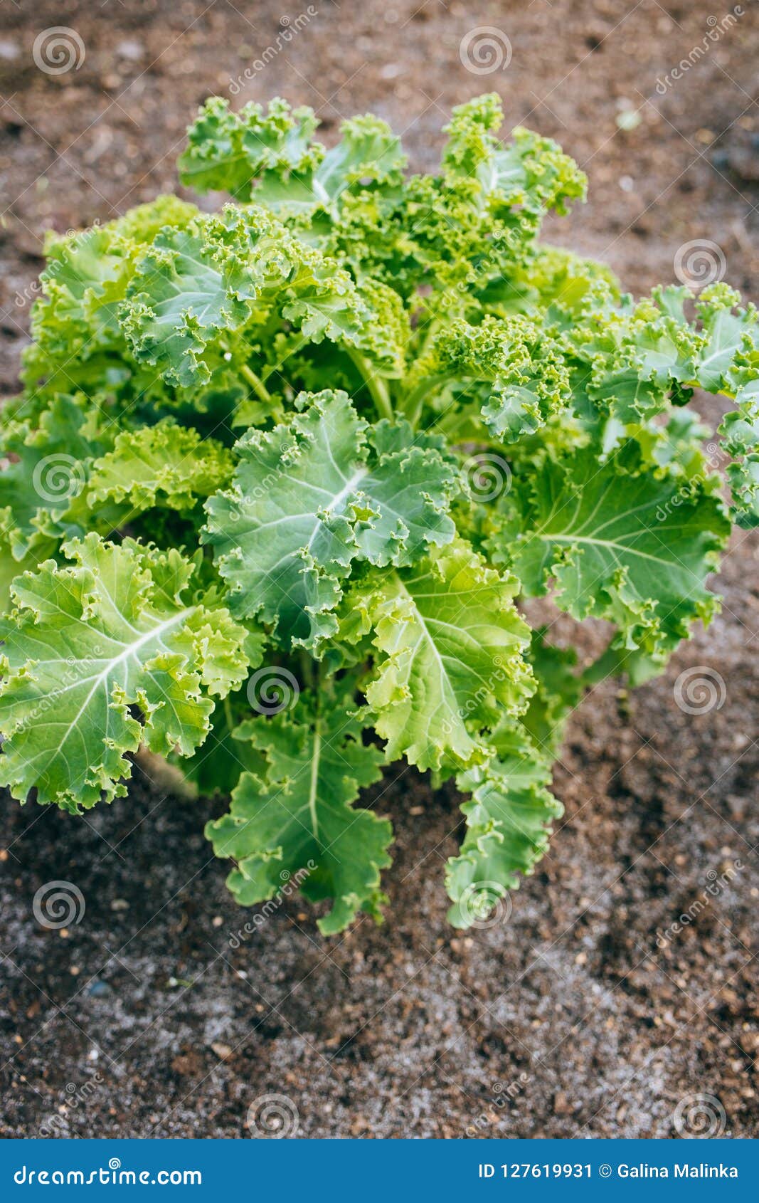 Growing Green Kale and in the Vegetable Garden Stock Image Image of