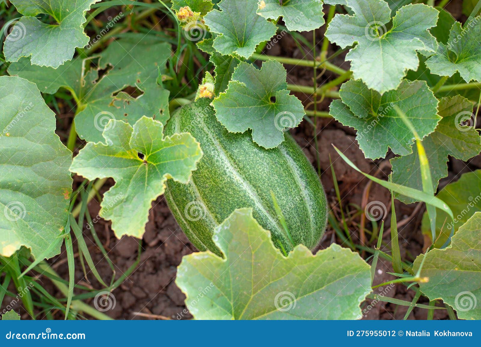 Growing Green Melon on a Bush. Cultivation of Gourds Stock Photo