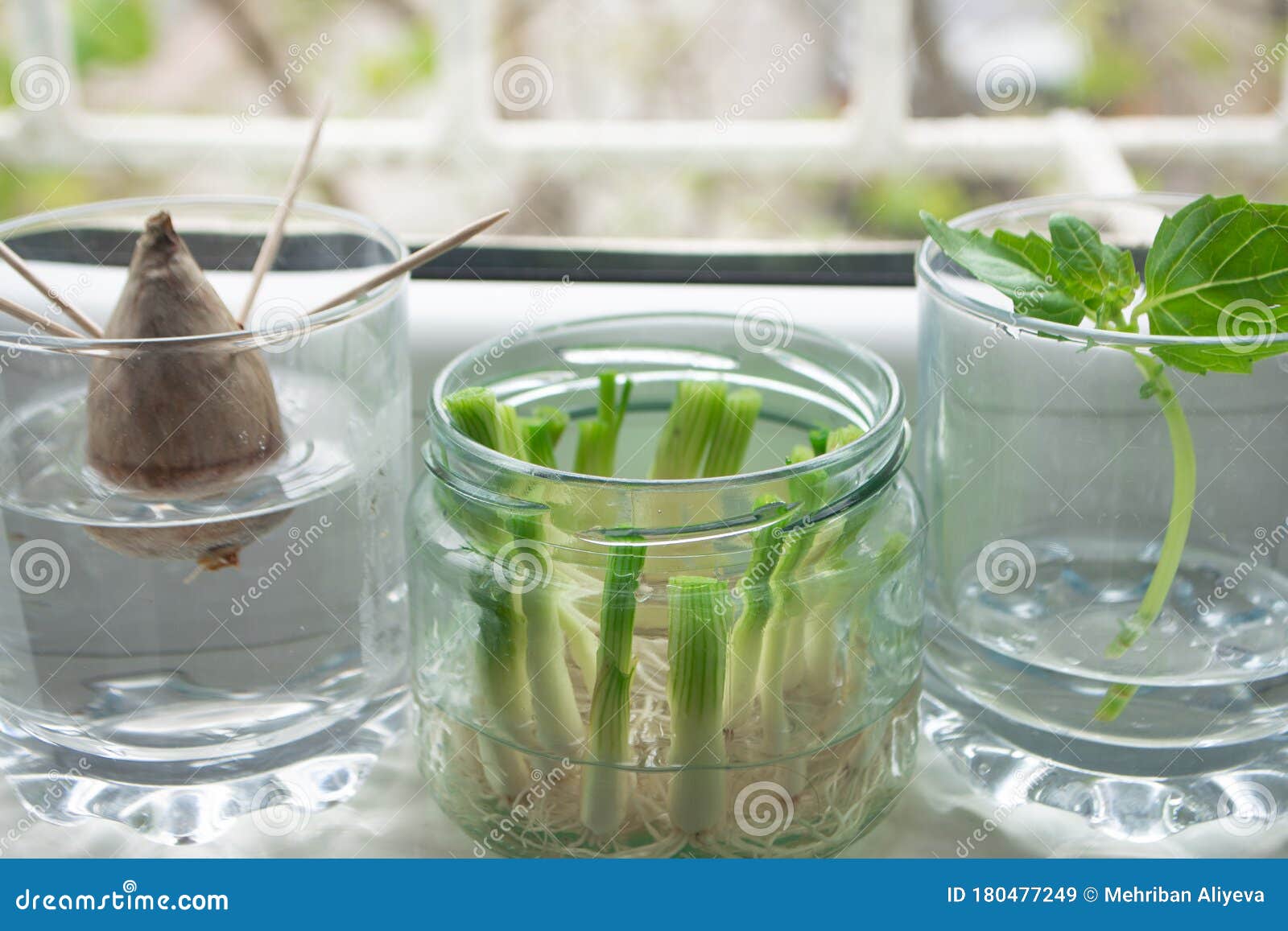 growing green onions scallions from scraps, avocado from seed and rooting basil in water