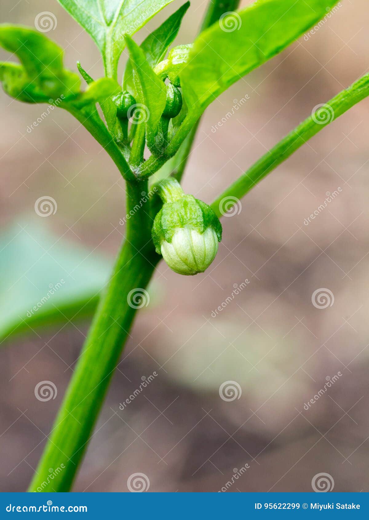 Growing green pepper stock image. Image of harvest, growing 95622299