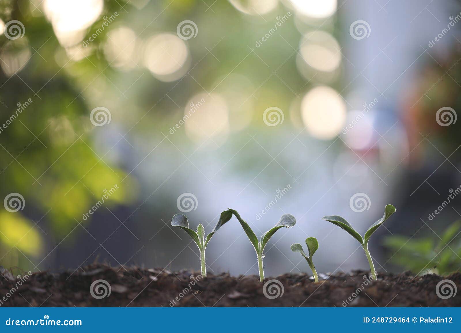 Growing Green Plants Lining Horizontally Stock Photo Image of grow