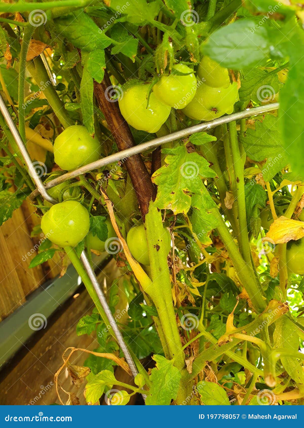 growing green tomato plant. its really looks amazing.e