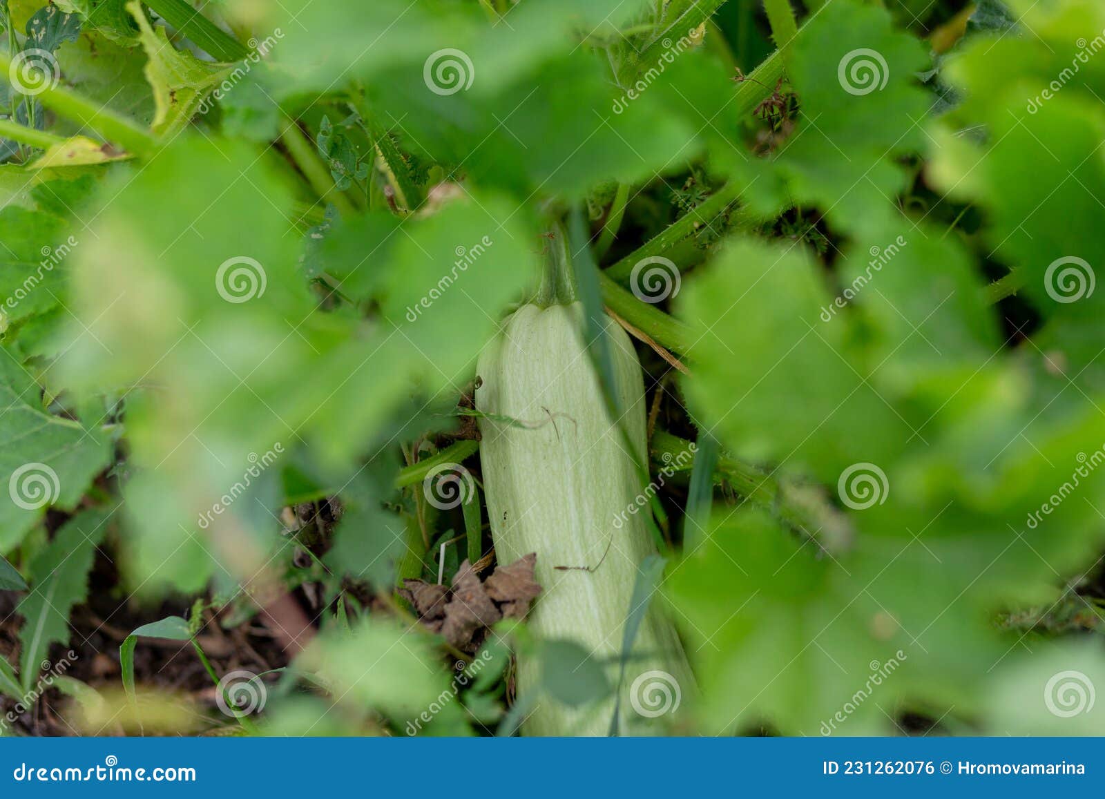 Growing Green Zucchini in the Grass in the Garden Bed Stock Photo