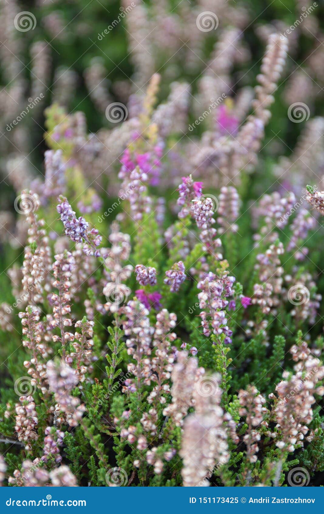Growing a Heather Plant for Medicinal Purposes Stock Image Image of