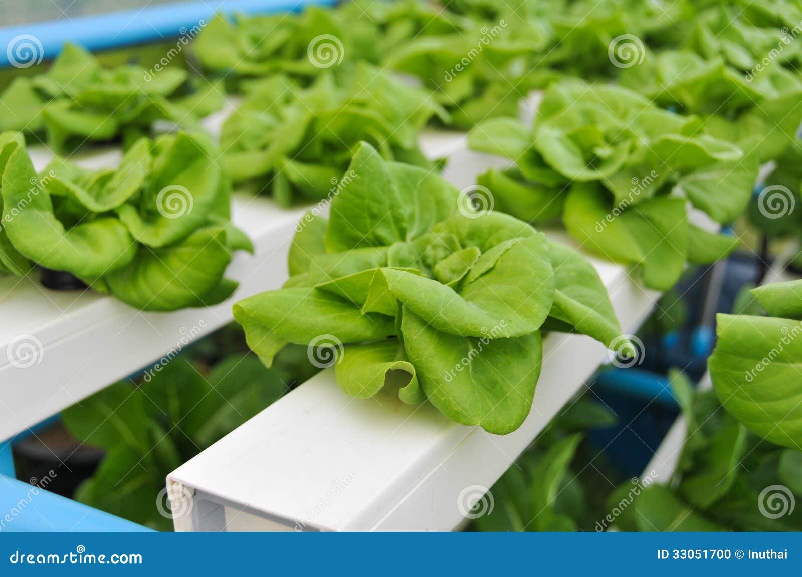 Growing Hydroponic Vegetables Stock Photo Image of nutrition, asian