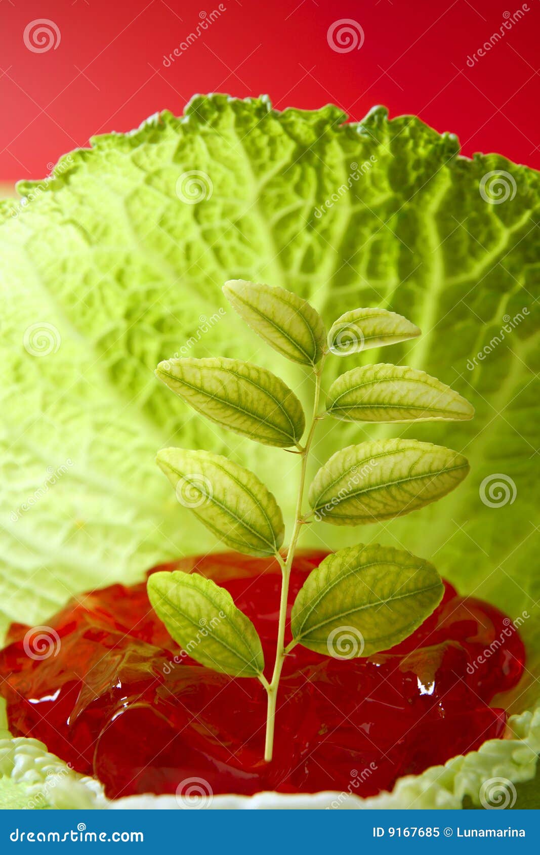 Growing Inside a Cabbage Leaf Stock Image Image of healthy, botanical