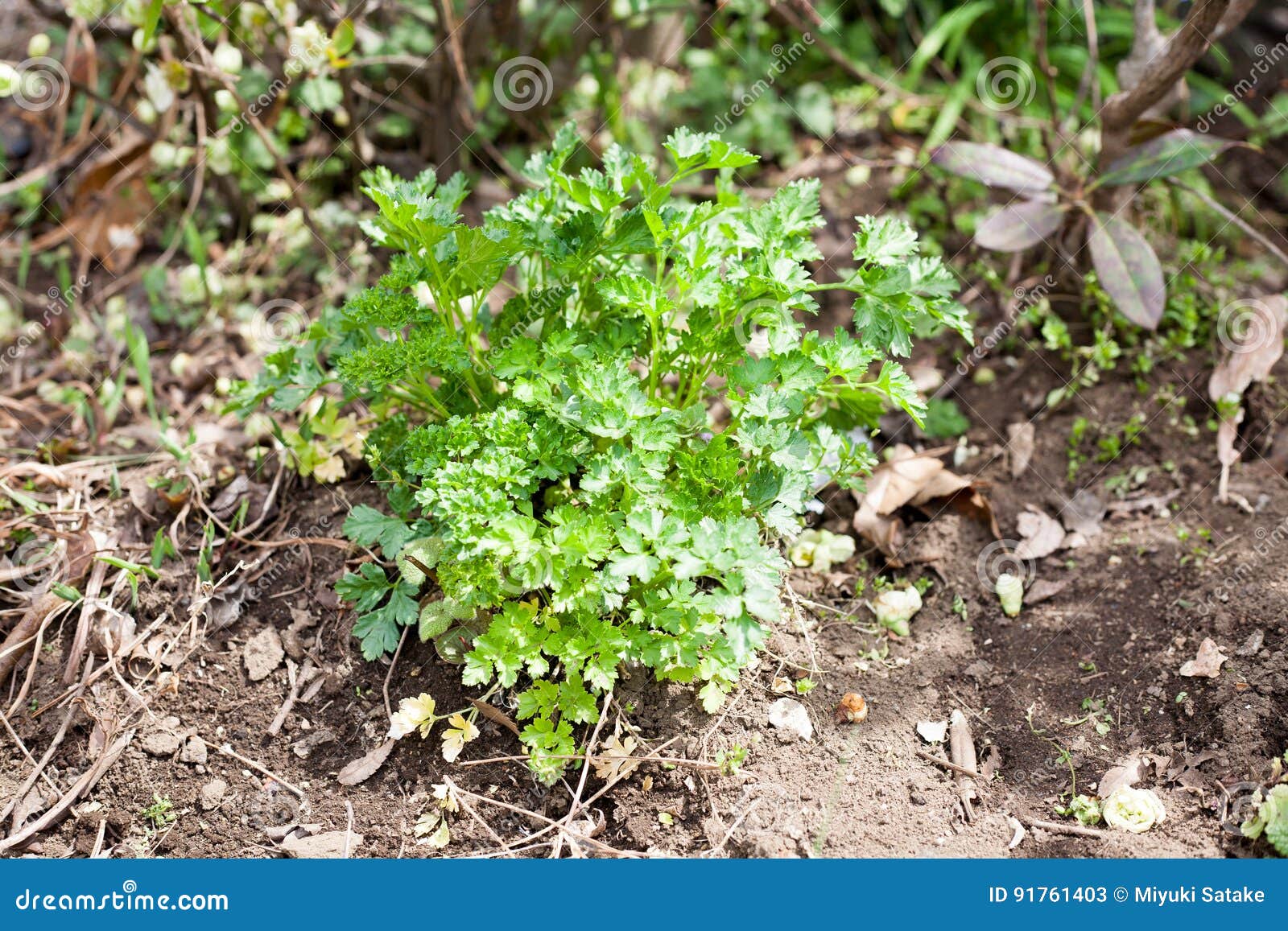 Growing Italian parsley stock image. Image of plant, food 91761403