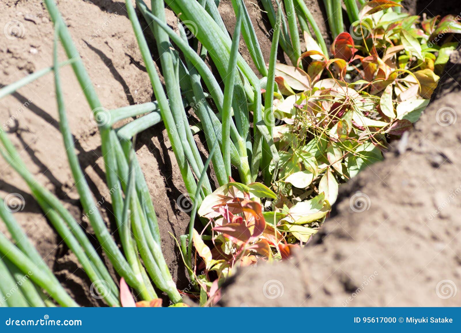 Growing Japanese Green Onion Stock Photo Image of garden, outdoor 95617000
