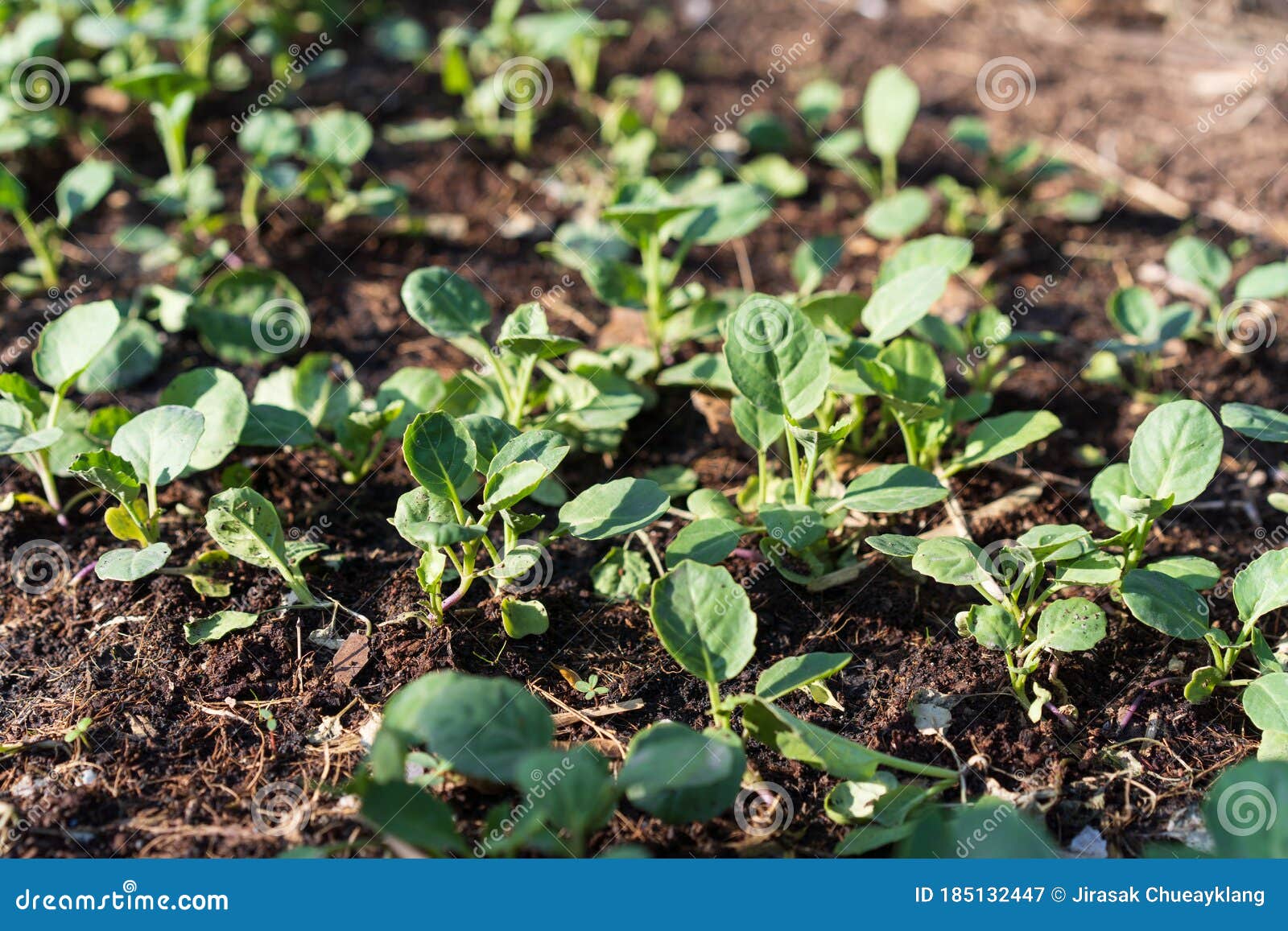 Kale Seedlings in the Ground Stock Image Image of freshness, ground