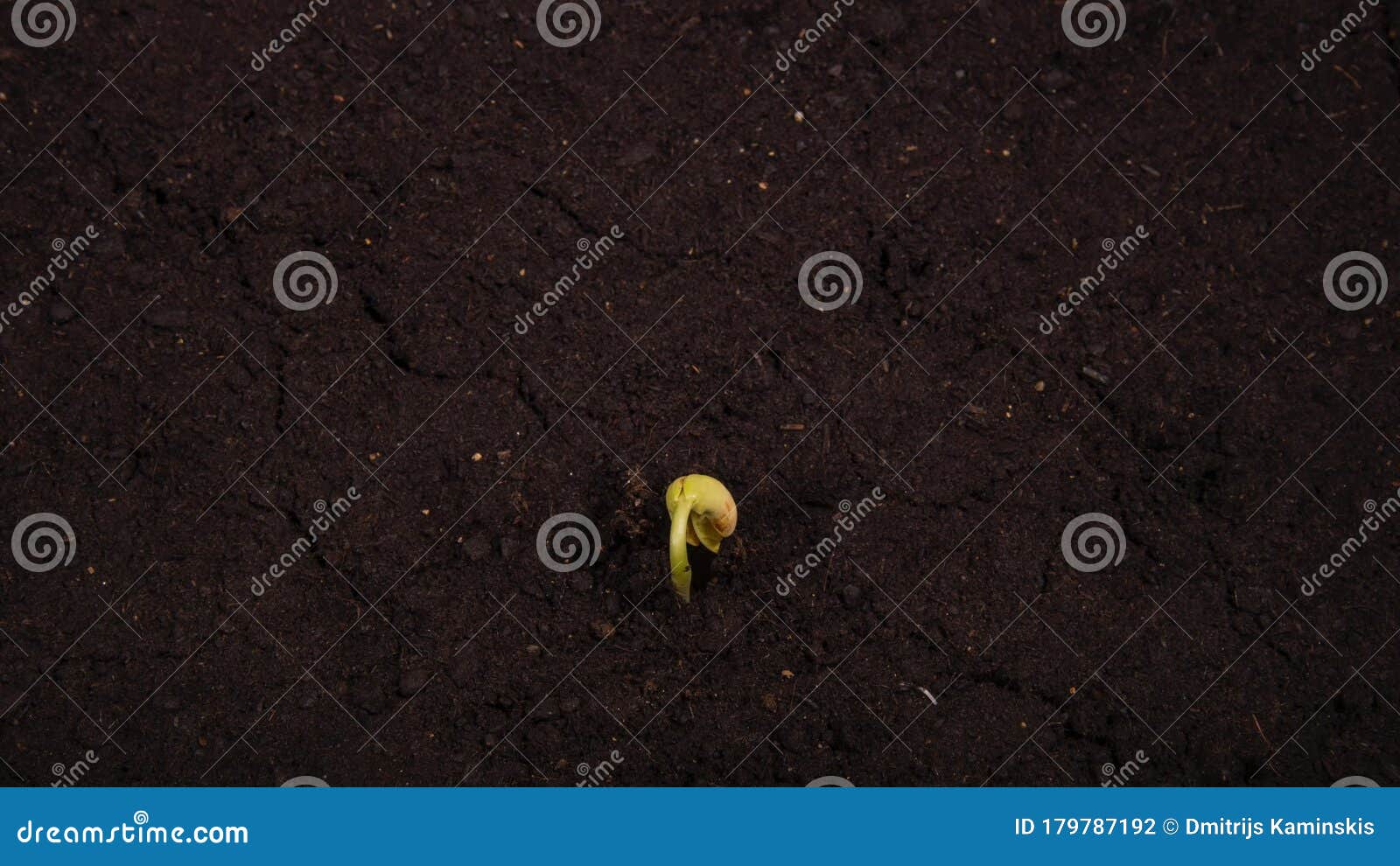 Growing Kidney Bean Timelapse with Roots in the Ground Stock Footage Video of farming