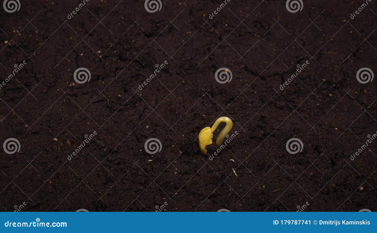 Growing Kidney Bean Timelapse with Roots in the Ground Stock Video Video of harvesting