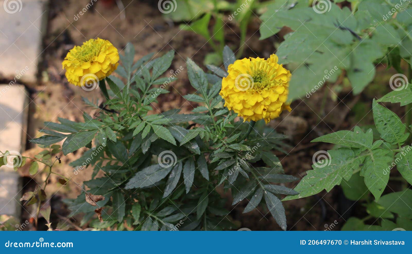 Growing Yellow Marigolds in the Garden. Stock Photo Image of garden