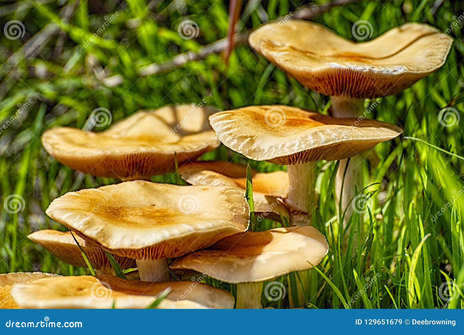 Growing Layers of Mushrooms on Stems Stock Image Image of layer