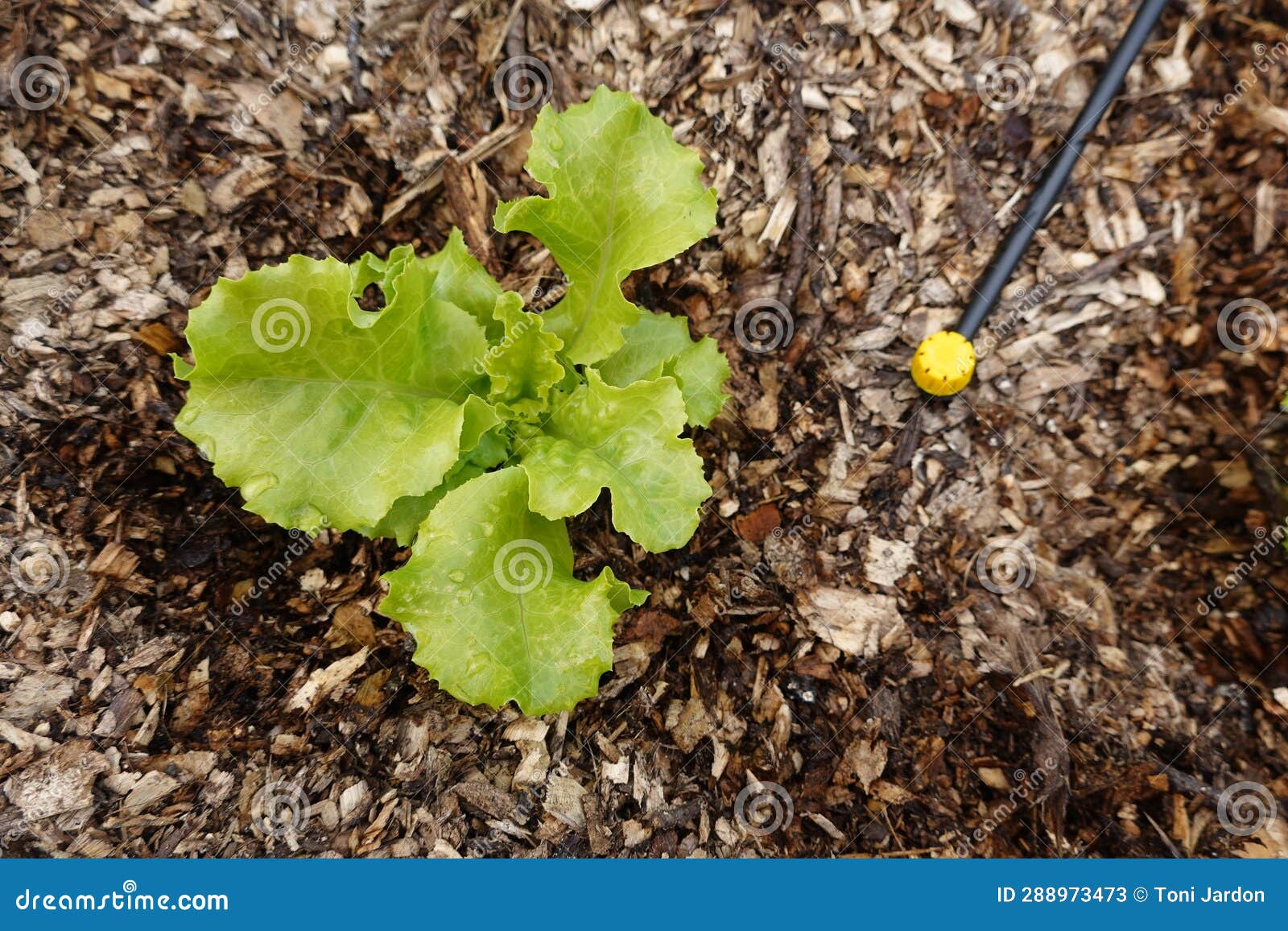Growing Lettuce in the Backyard Garden. Lettuce Varieties in the Ground Stock Image Image of