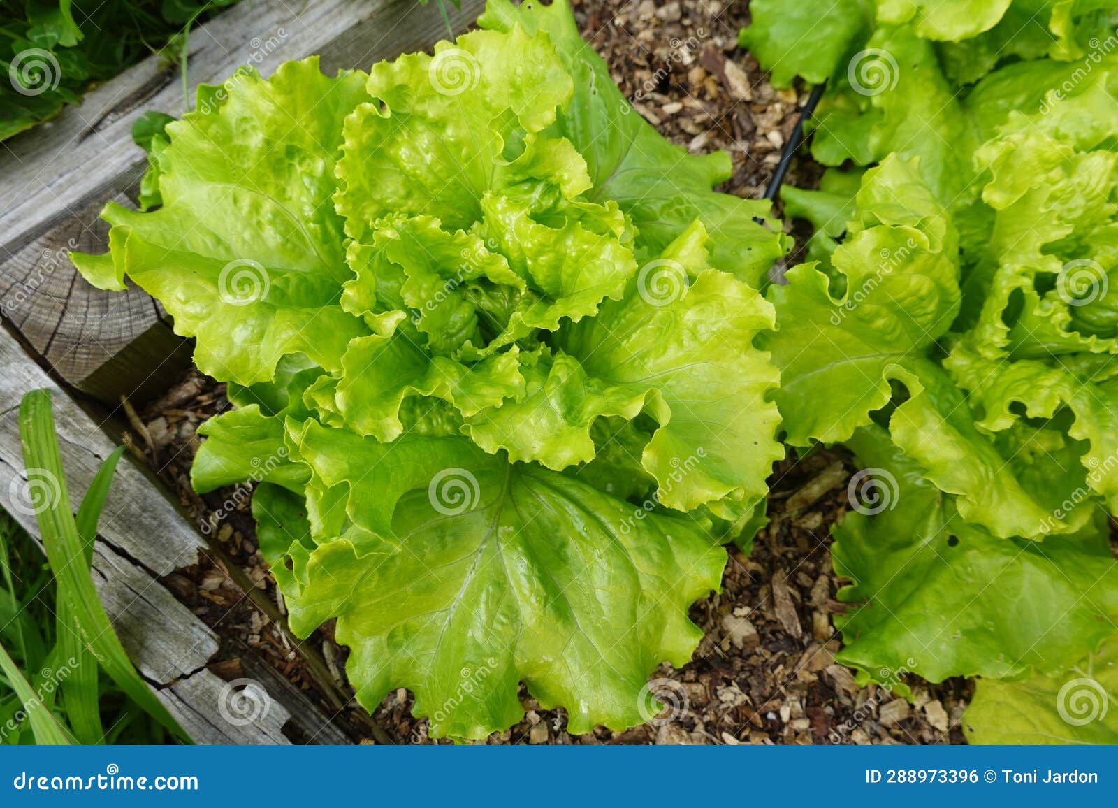 Growing Lettuce in the Backyard Garden. Lettuce Varieties in the Ground