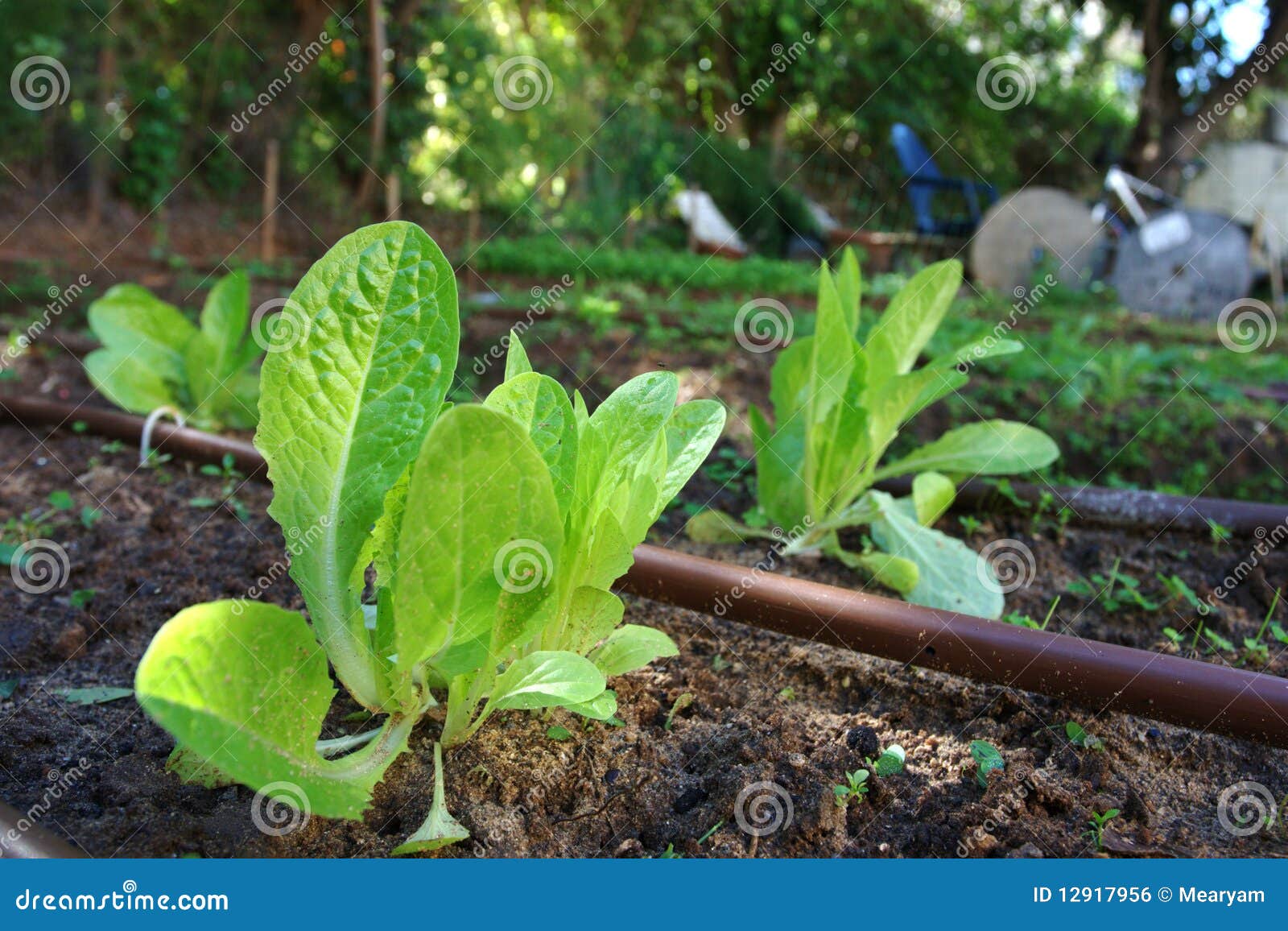 Growing Lettuce Plants in a Home Garden Stock Photo Image of soil