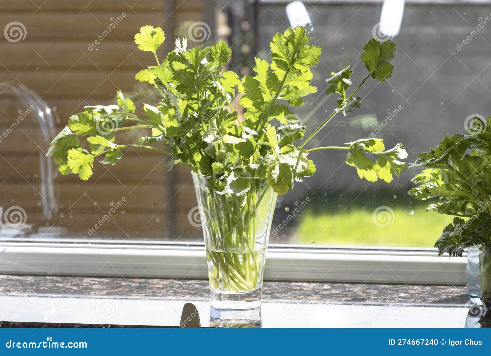 Growing Lettuce on the Windowsill I Spring Stock Photo Image of