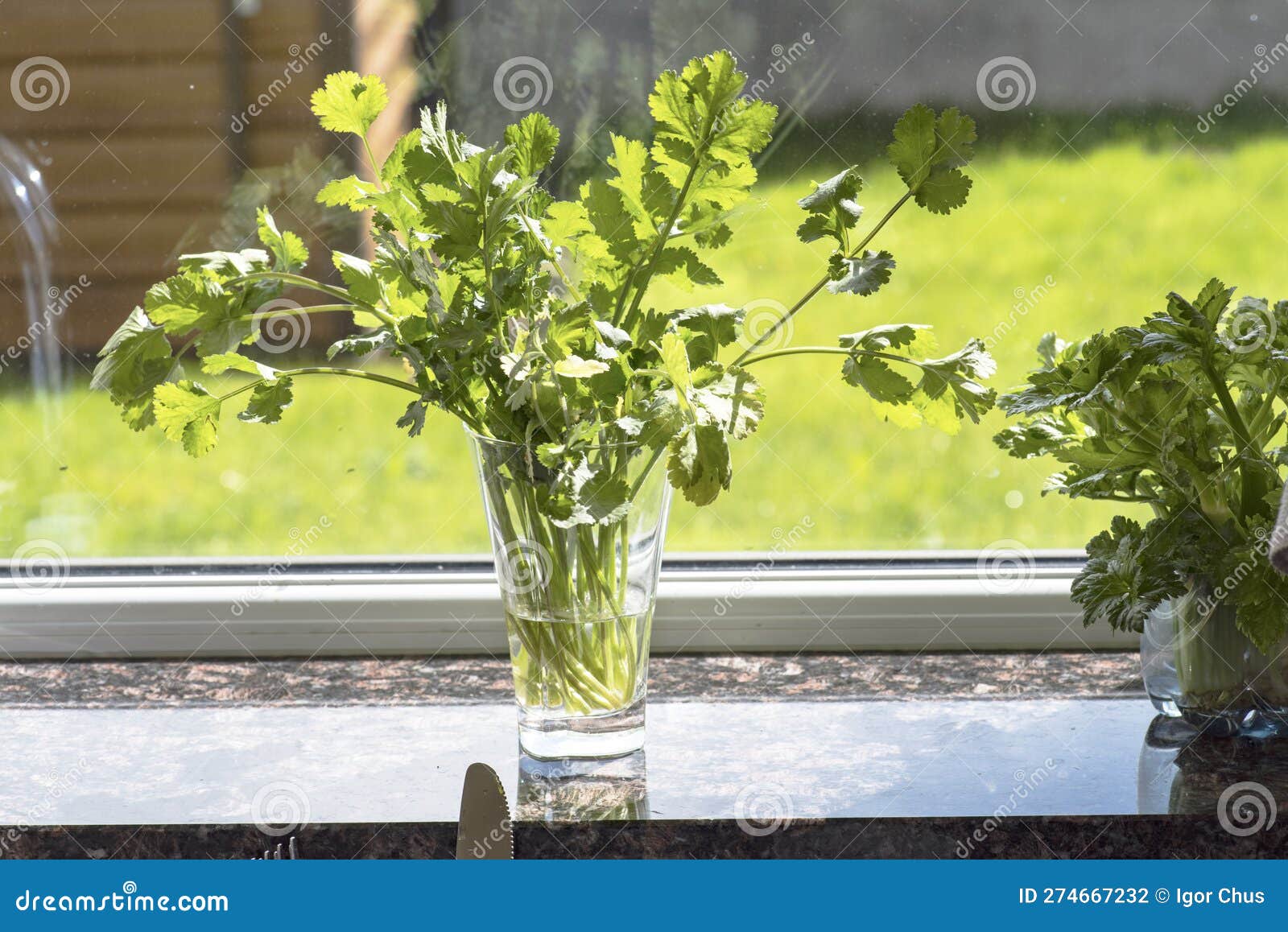 Growing Lettuce on the Windowsill in Spring Stock Photo Image of