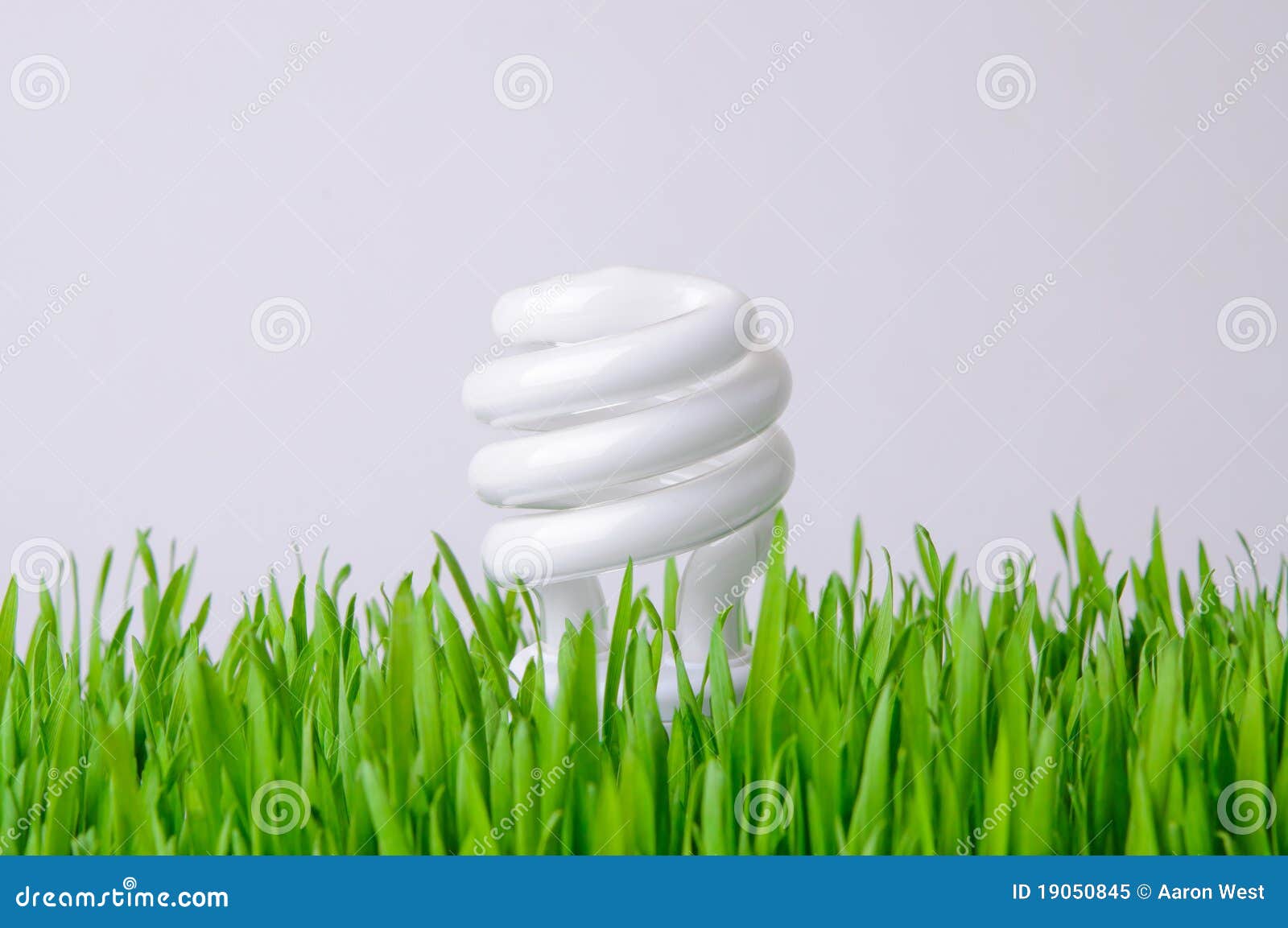 Growing Light Bulb Environmental Concept Stock Image Image of