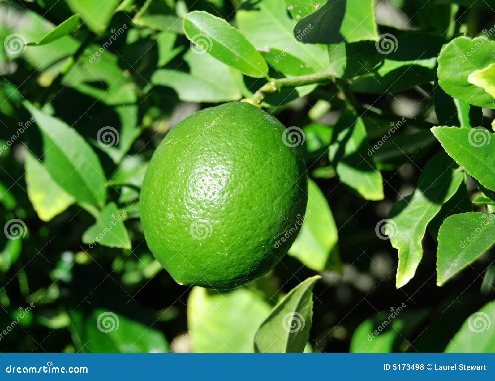 Growing lime stock photo. Image of tree, growing, fruit 5173498