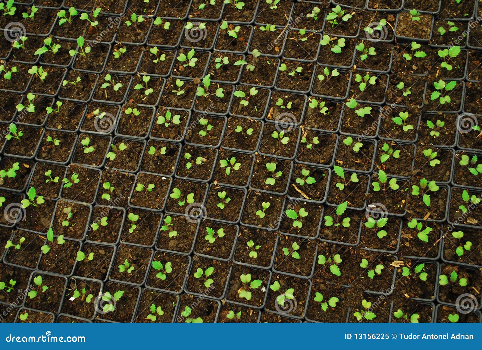 Growing Little Plants stock image. Image of window, little 13156225