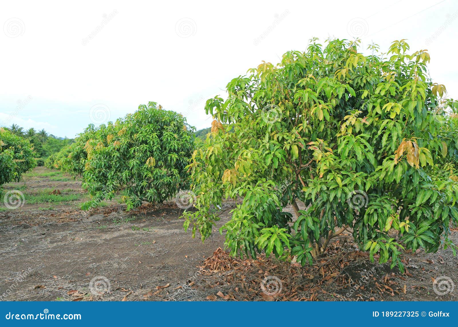 Growing Mango Field in Valley of Thailand Stock Image Image of exotic, fruit 189227325