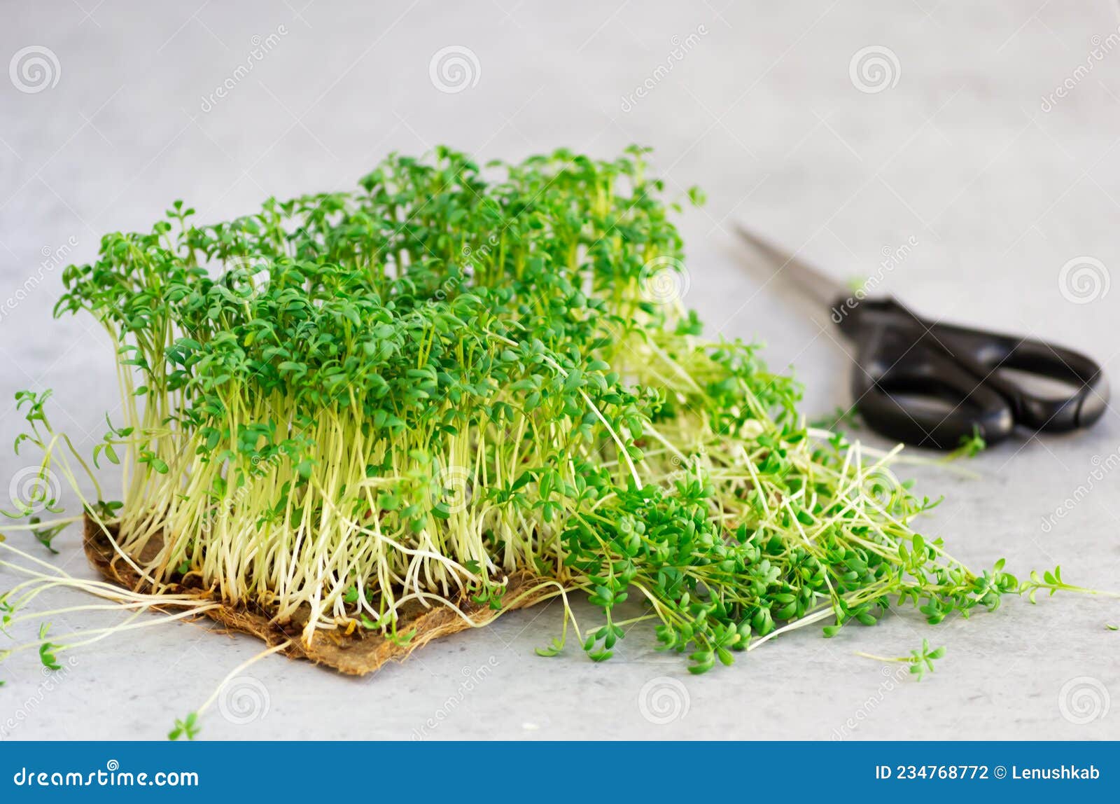 Alfalfa Seeds vs Garden Cress: What is the difference?