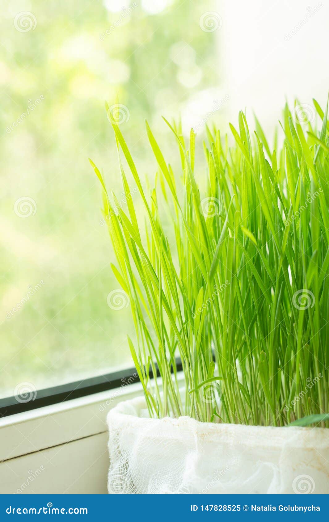 Growing of Microgreen on the Windowsill. Food Trend Stock Image Image