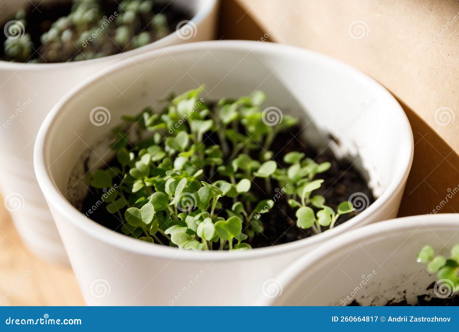Growing Microgreens on the Windowsill at Home. Young Greens, Germinated