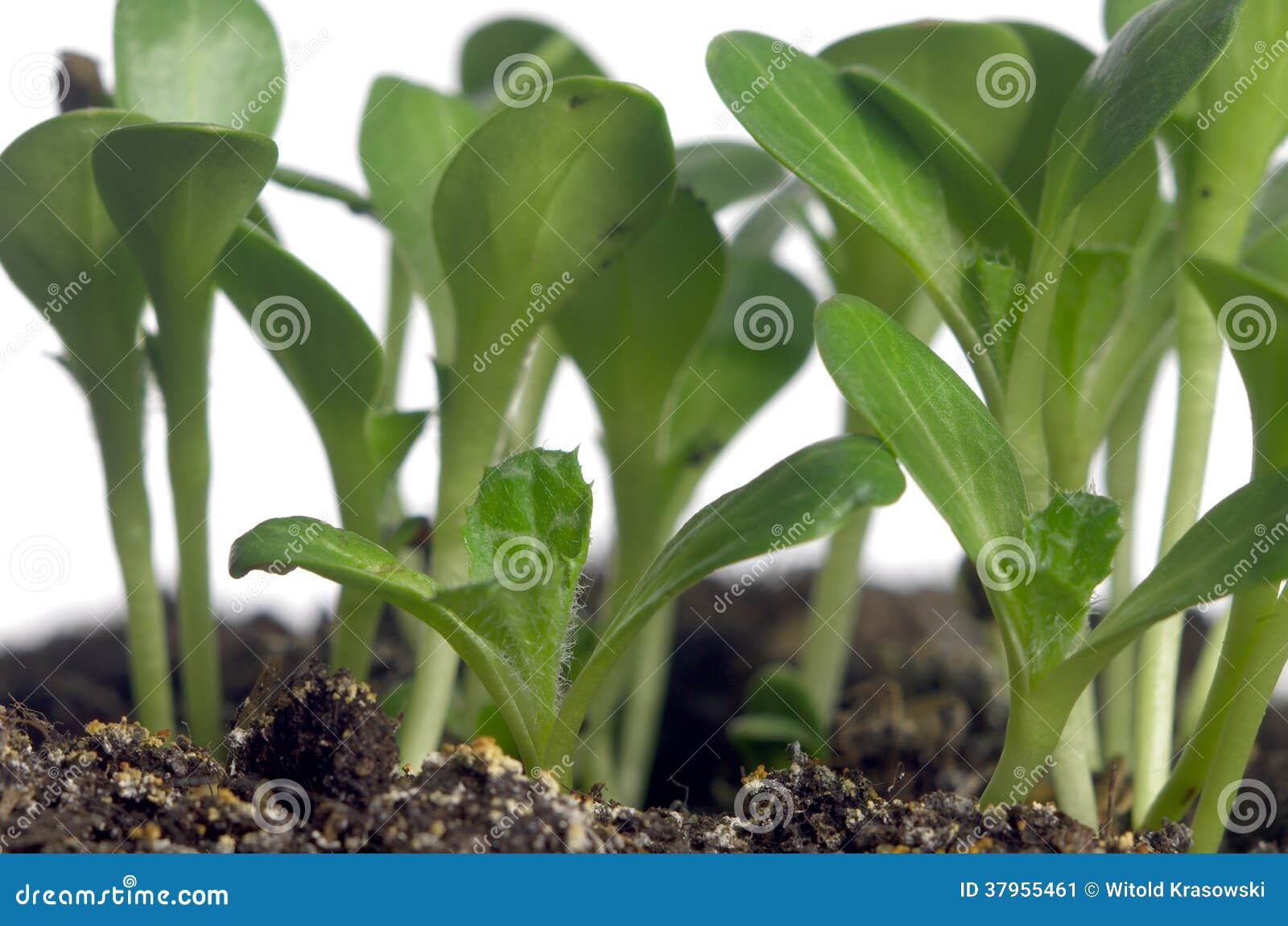 Growing milk thistle stock image. Image of milk, nature 37955461
