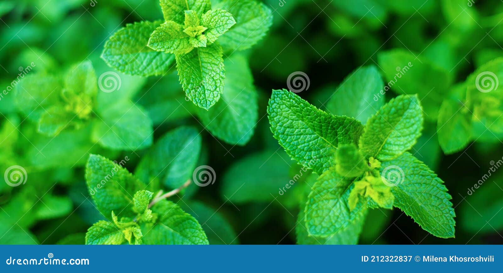 Growing Mint in a Greenhouse. Selective Focus Stock Image Image of