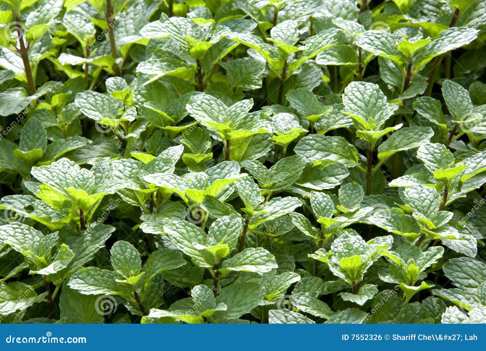 Growing Mint Leaves stock photo. Image of agriculture 7552326