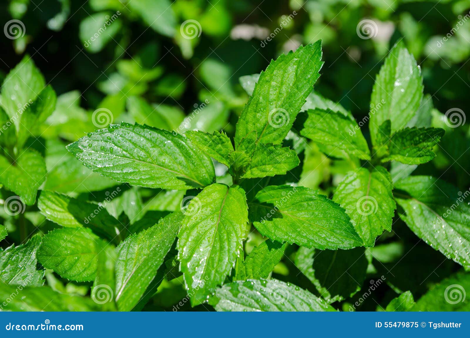 Growing mint leaves stock image. Image of freshness, menthol 55479875