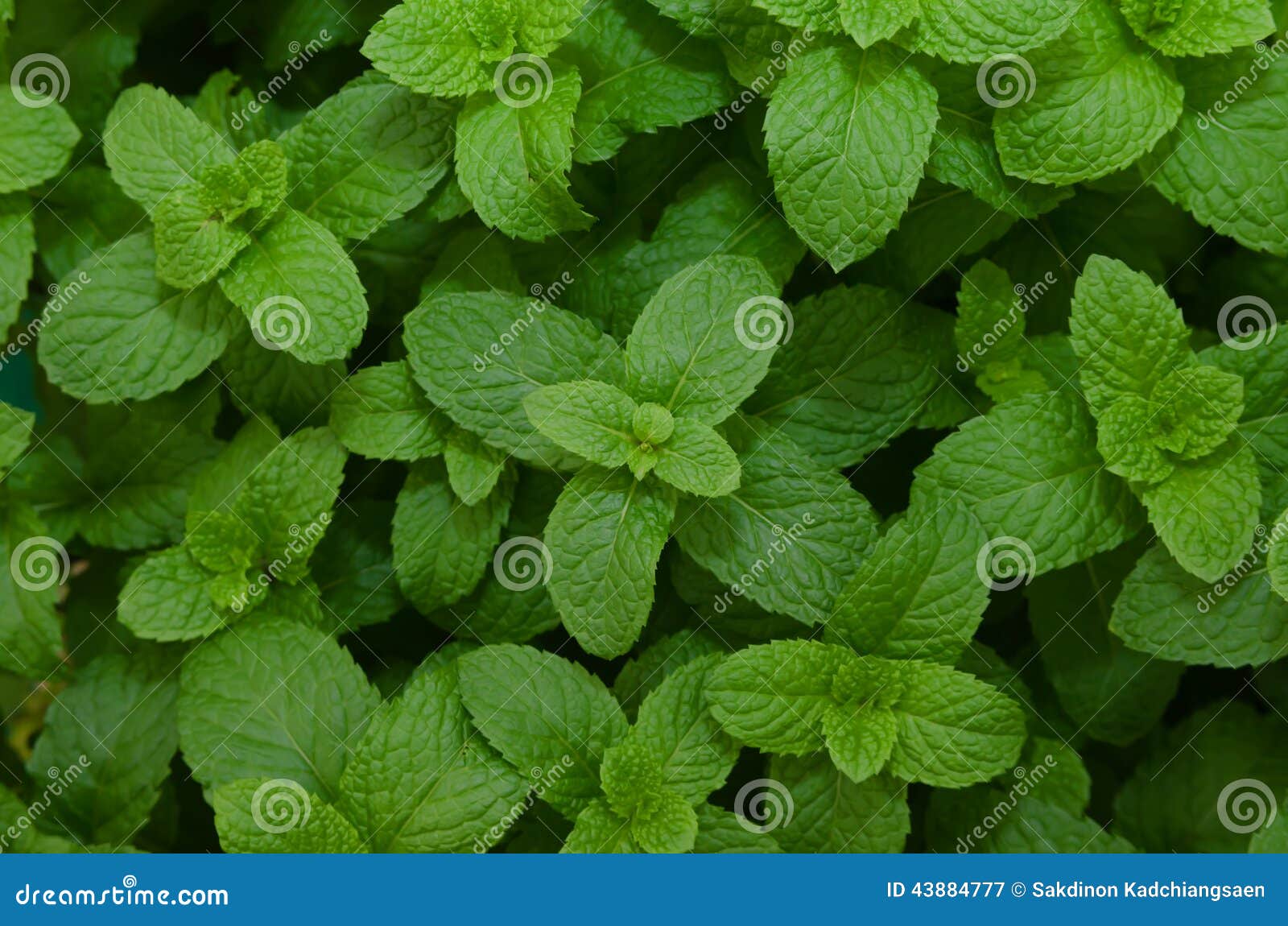 Growing mint leaves stock image. Image of plant, growing 43884777