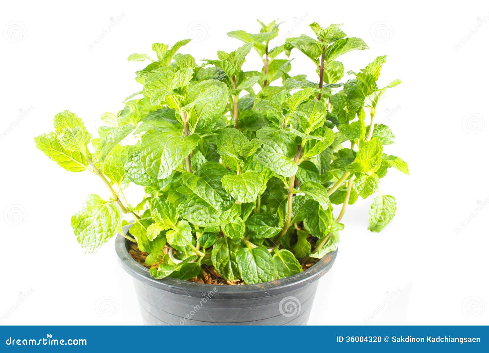 Growing mint leaves stock photo. Image of agriculture 36004320