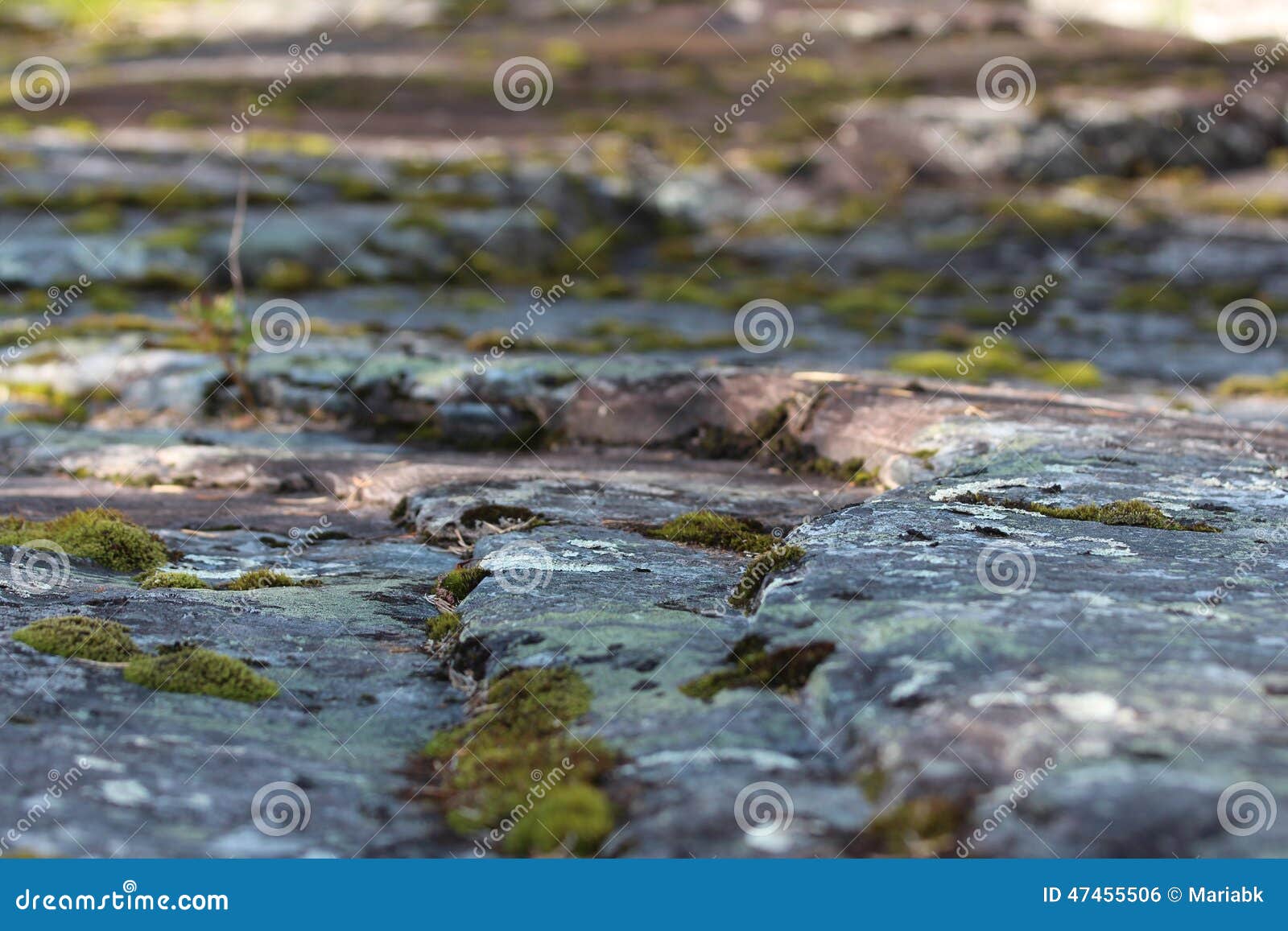Growing Moss between Stepping Stones. Stock Photo Image of norway