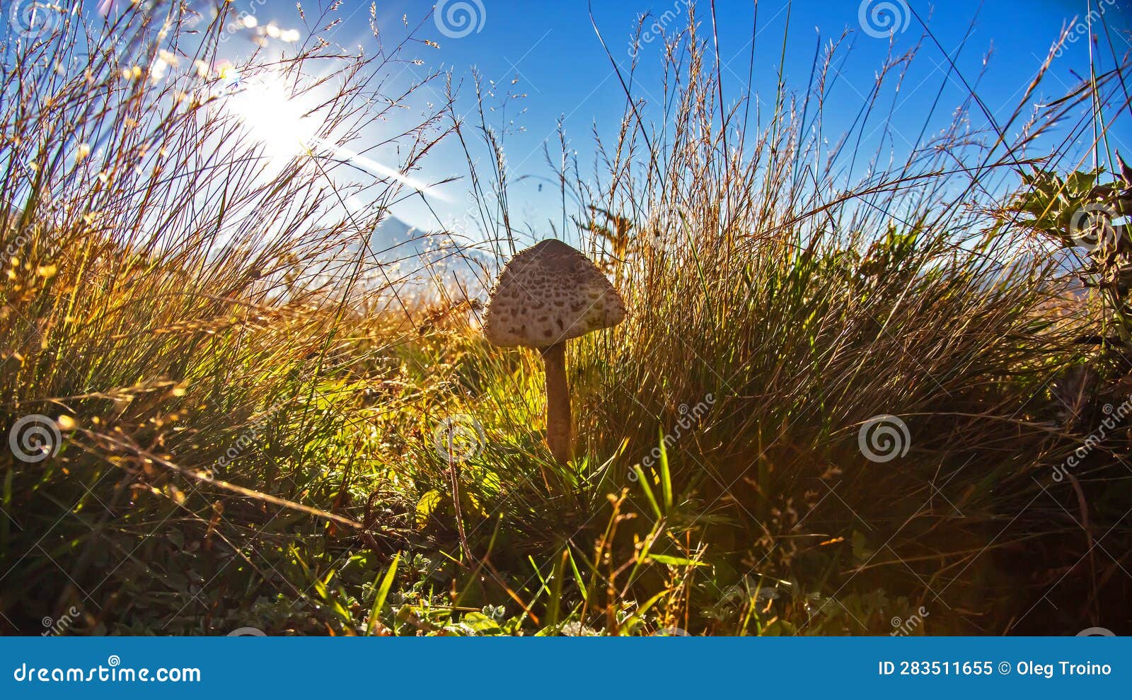 Growing Mushroom in Grass in Sunlight Stock Image Image of leaf