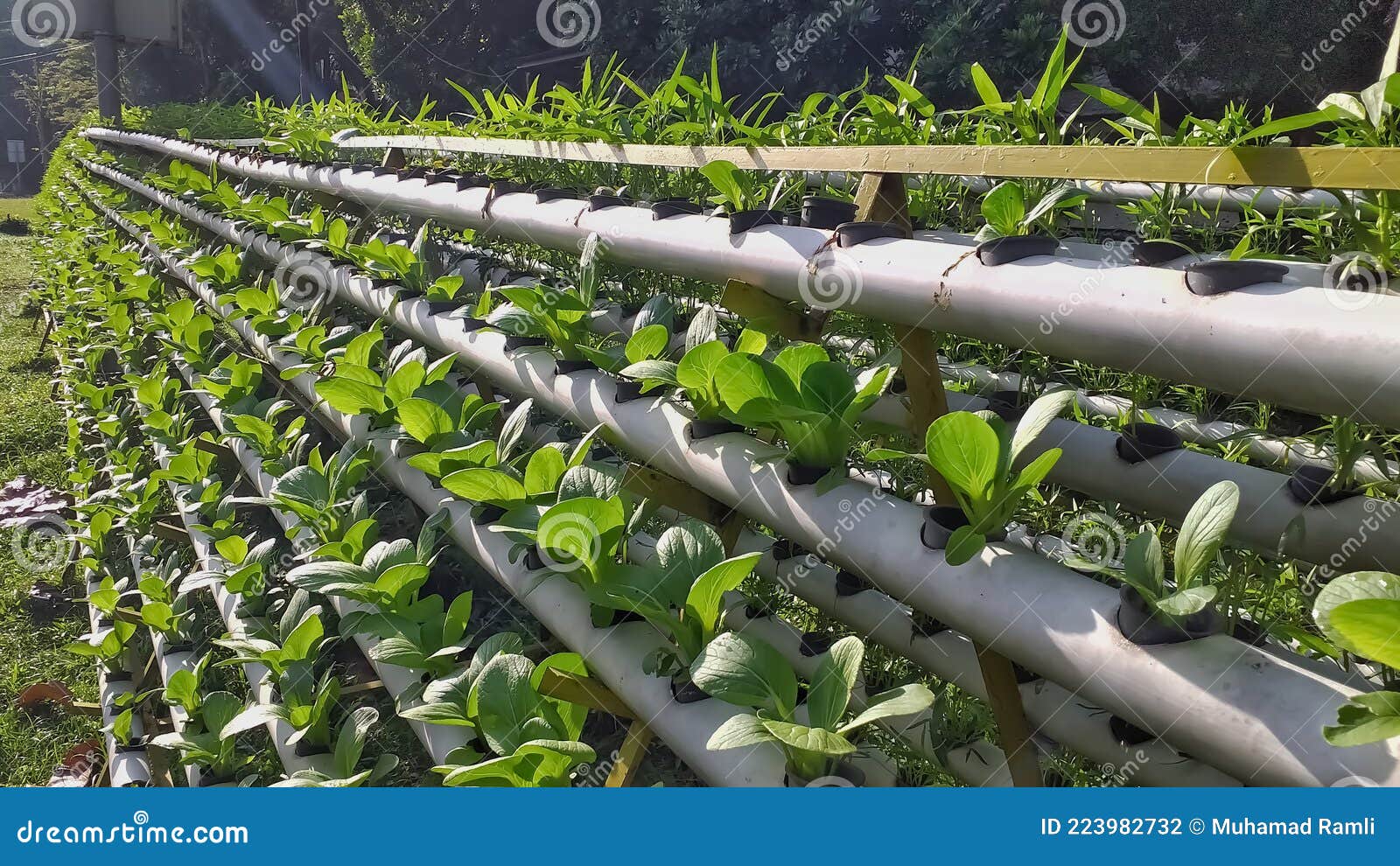 Growing Mustard and Lettuce with the Hydroponic Method these Green