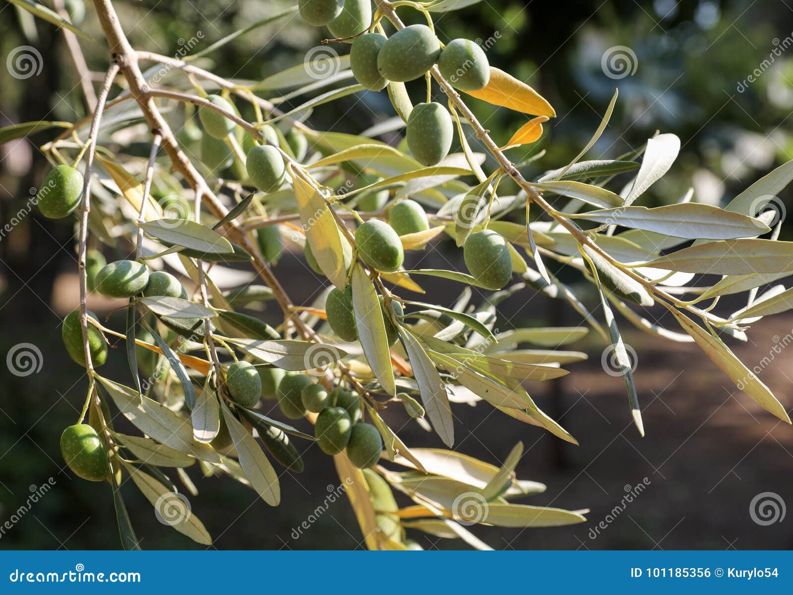 Growing Olives on the Olive Tree Branches. Stock Photo Image of fresh